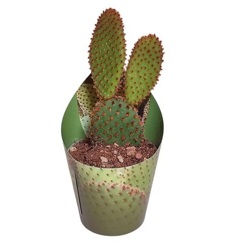 Opuntia microdasys rufida 'Indigo'