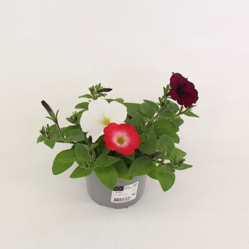 Petunia FOTOFINISH MIX