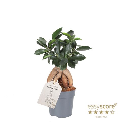 Ficus microcarpa