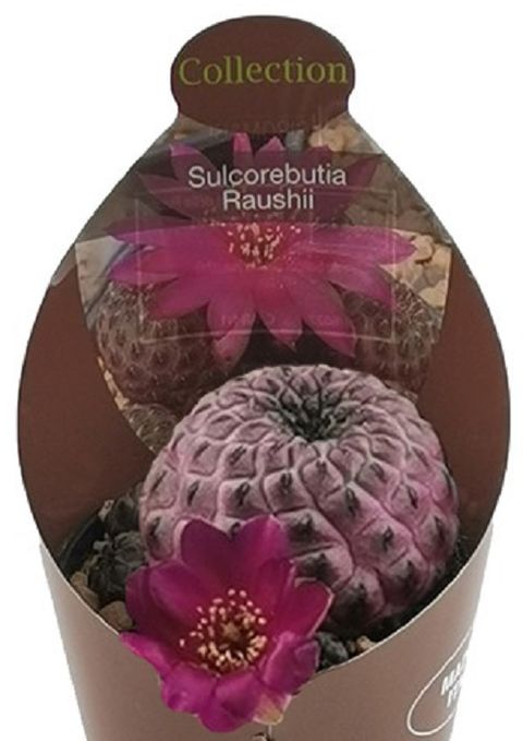 Sulcorebutia rauschii