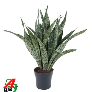 Sansevieria trifasciata 'Jaboa'
