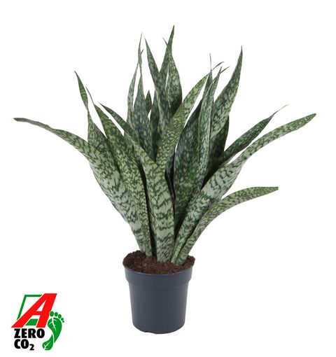 Sansevieria trifasciata 'Jaboa'