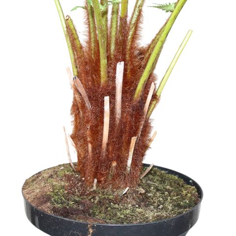 Dicksonia antarctica