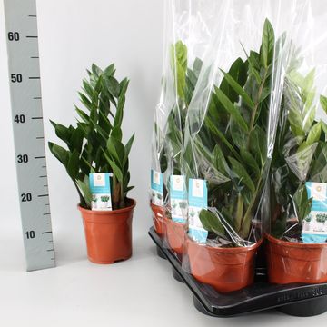 Zamioculcas zamiifolia