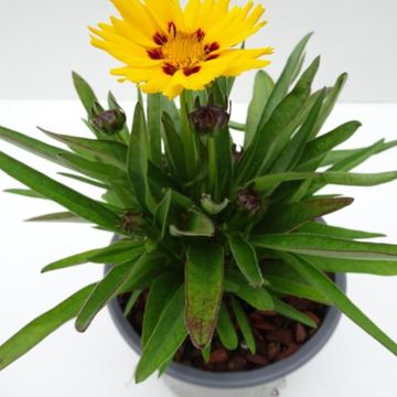 Coreopsis grandiflora 'Sunfire'