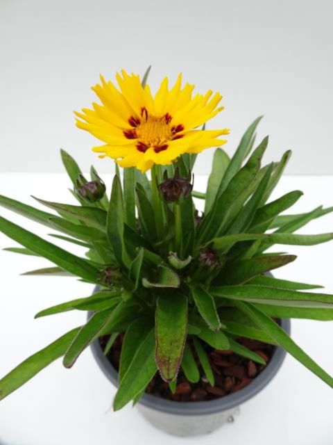 Кореопсис grandiflora 'Sunfire'