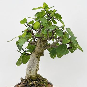 Ficus carica