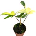 Philodendron FLORIDA BEAUTY VARIEGATA