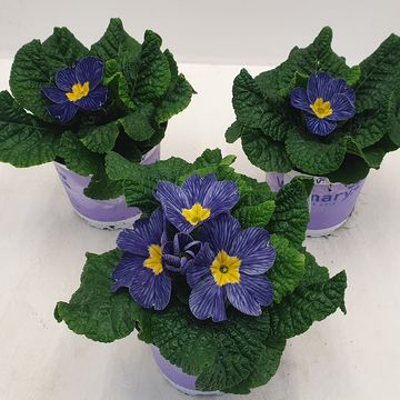 Primula 'Nautilus Blue Vein'