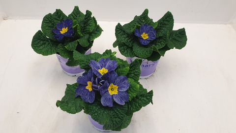 Primula 'Nautilus Blue Vein'