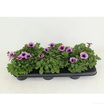 Petunia POTUNIA PICCOLA PURPLE ICE