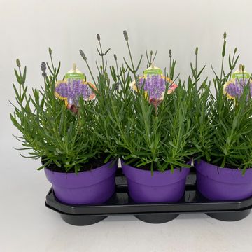 Lavandula angustifolia 'Hidcote'