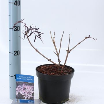 Sambucus nigra BLACK LACE