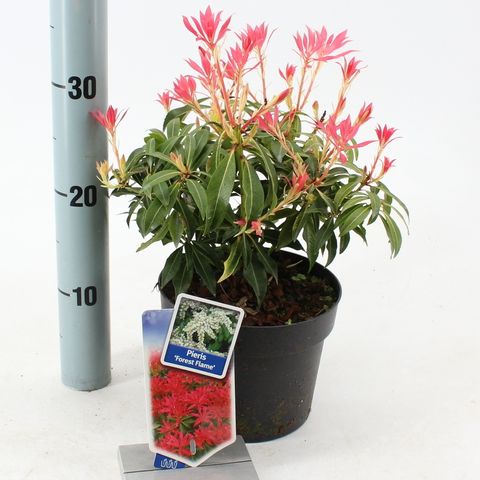 Pieris 'Forest Flame'