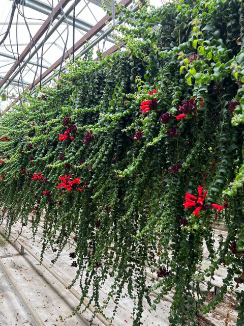 Twisted lipstick plant Aeschynanthus 'Rasta