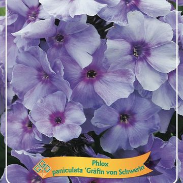 Phlox 'Gräfin von Schwerin'