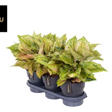 Aglaonema 'Pastella'