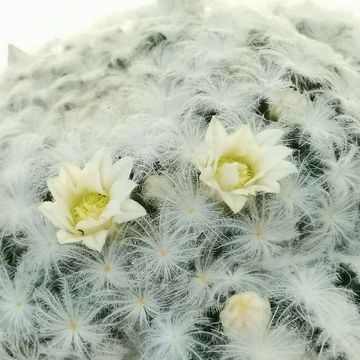 Mammillaria plumosa