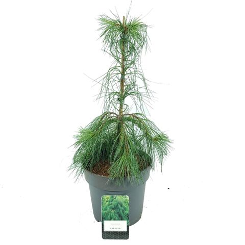 Pinus strobus 'Пендула'