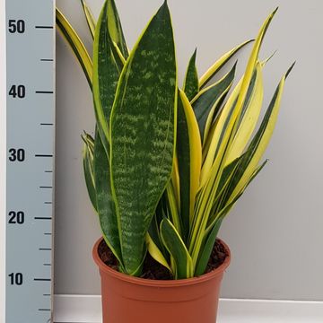 Sansevieria trifasciata 'Gold Flame'