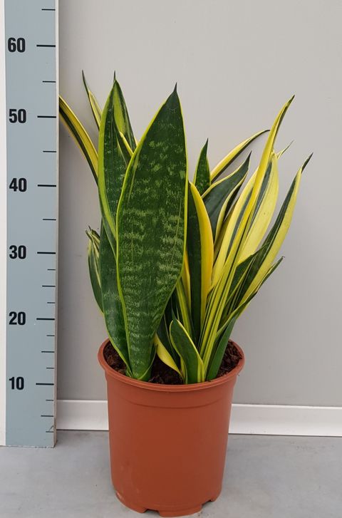 Sansevieria Trifasciata 'gold Flame' — Plant Wholesale Floraccess