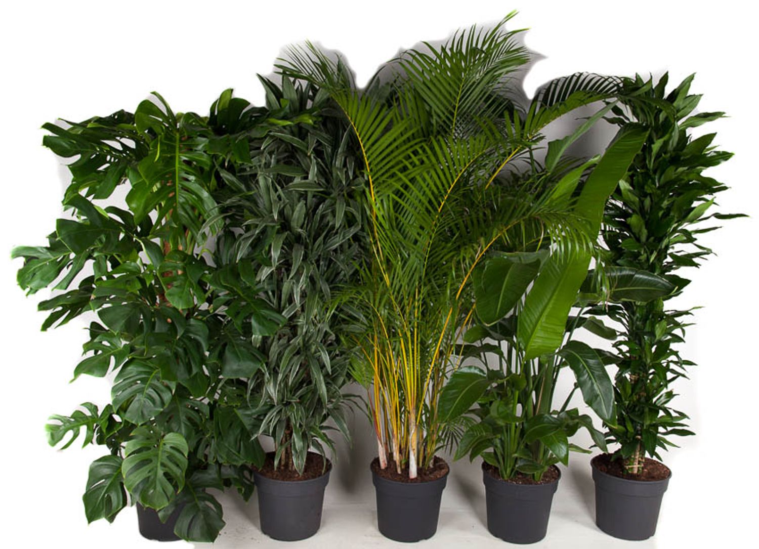 【id-plants】 Houseplants MIX — Plant Wholesale FlorAccess
