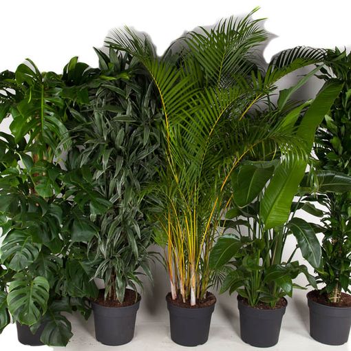 Plantas de interior MIX