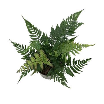 Dryopteris erythrosora