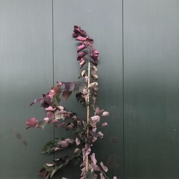 Cercis canadensis 'Merlot'