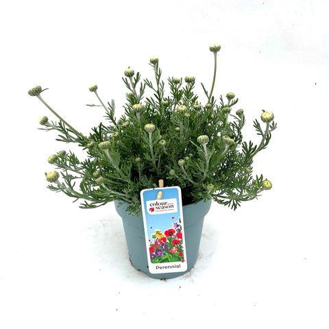 Rhodanthemum 'Casablanca'