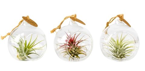 Tillandsia MIX