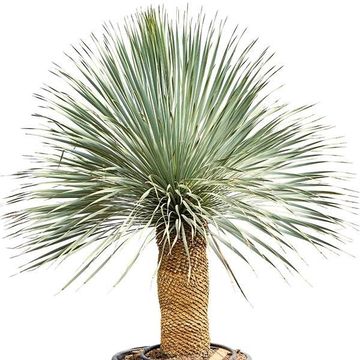 Yucca rostrata