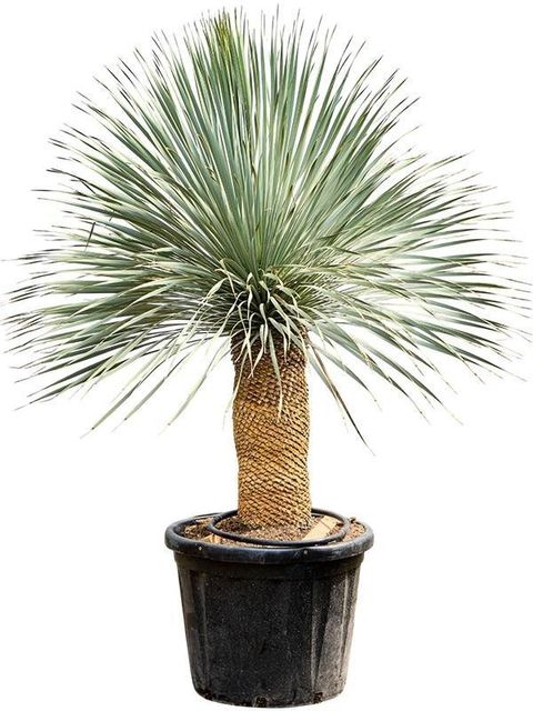 Yucca rostrata