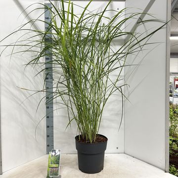 Miscanthus sinensis 'Ferner Osten'