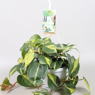 Filodendro scandens 'Brasil'