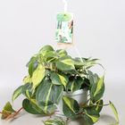 Philodendron scandens 'Brasil'