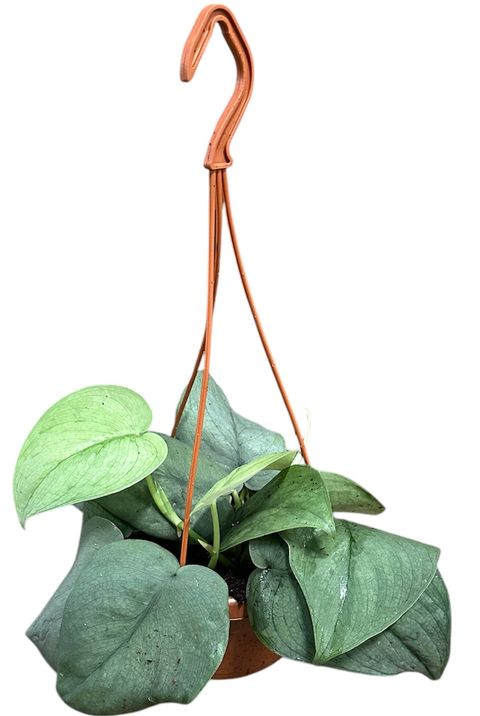 Scindapsus 'Silver Hero'