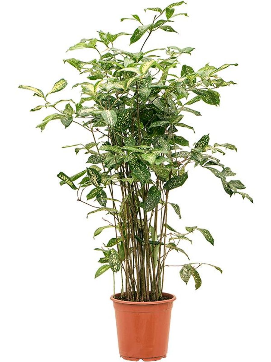 Dracaena surculosa  Plant Wholesale FlorAccess