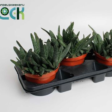 Gasteria 'Minor'