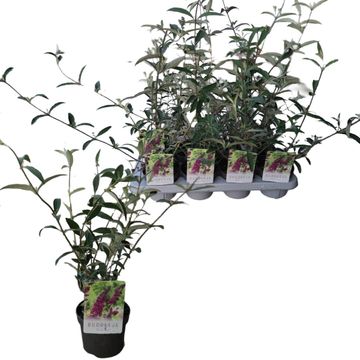 Buddleja davidii 'Royal Red'