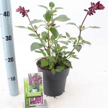 Salvia LOVE AND WISHES