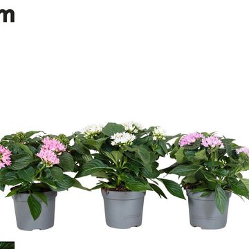 Pentas lanceolata STARCLUSTER MIX