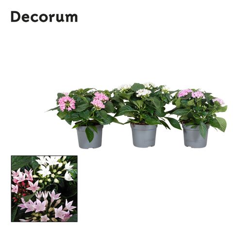 Pentas lanceolata STARCLUSTER MIX
