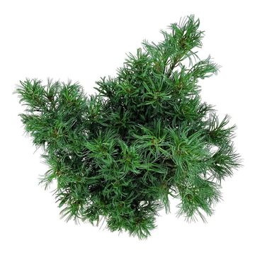 Pinus strobus 'Tiny Curls'