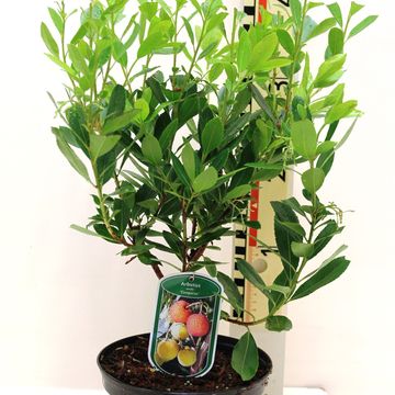 Arbutus unedo 'Compacta'