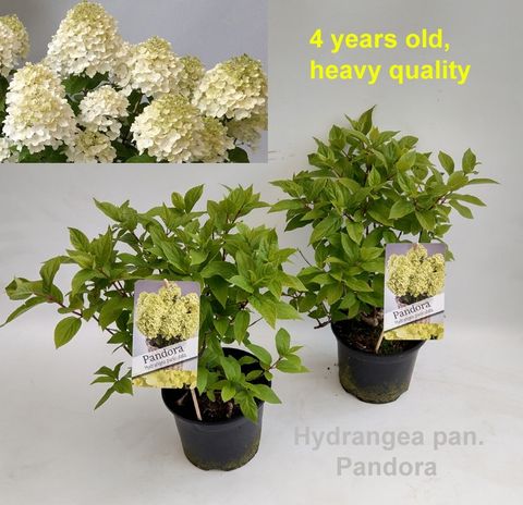 Hydrangea paniculata PANORAMA