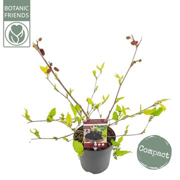 Morus rotundiloba MOJO BERRY