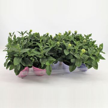 Platycodon grandiflorus MIX