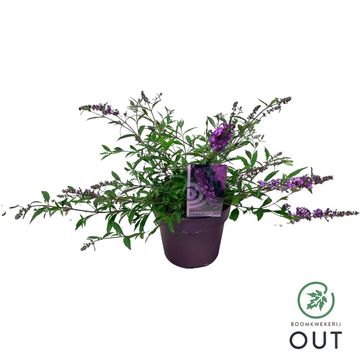 Buddleja FREE PETITE DARK PINK