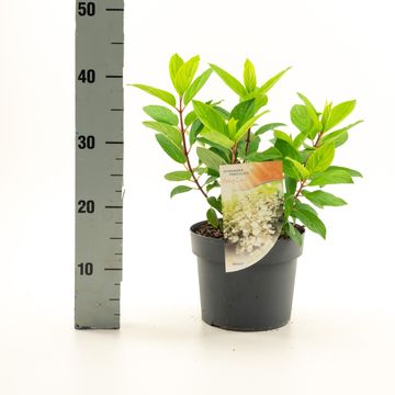 Hydrangea paniculata 'Limelight'